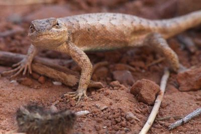 Arches - Lizard5