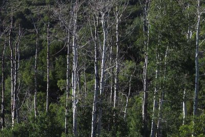 Cabin Birch