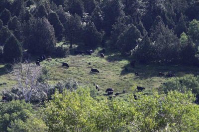 Cabin Cows