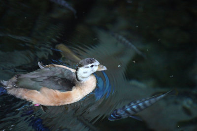 disney_d4_018.jpg