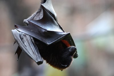 disney_d4_074.jpg