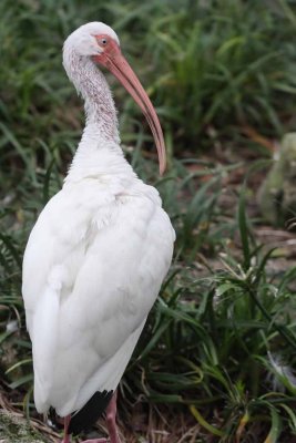2010_fla_d1_010.jpg