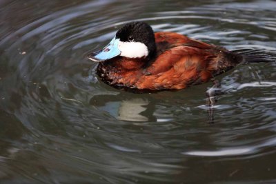 2010_fla_d1_011.jpg