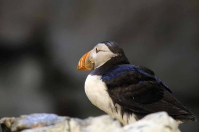 2010_fla_d1_016.jpg