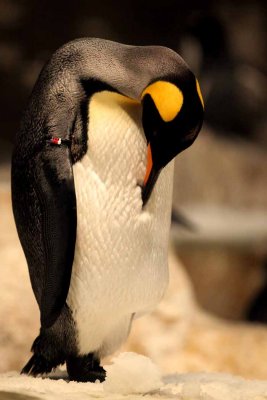 2010_fla_d1_021.jpg