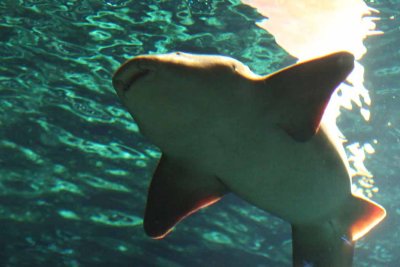 2010_fla_d1_031.jpg