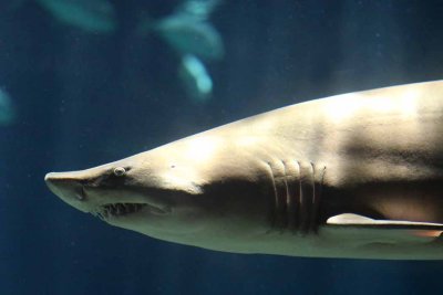 2010_fla_d1_033.jpg