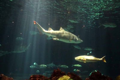 2010_fla_d1_040.jpg