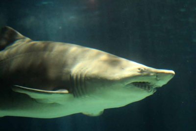 2010_fla_d1_043.jpg
