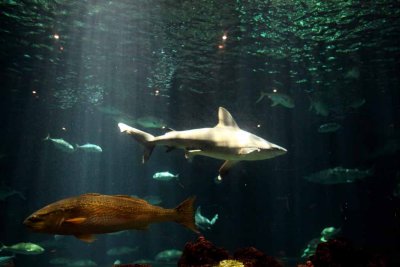 2010_fla_d1_048.jpg