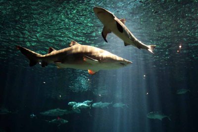 2010_fla_d1_049.jpg