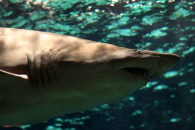 2010_fla_d1_053.jpg