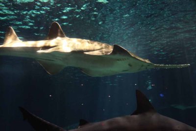 2010_fla_d1_054.jpg