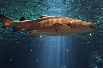 2010_fla_d1_056.jpg