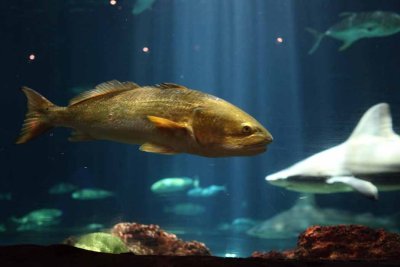 2010_fla_d1_057.jpg