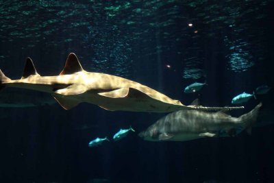 2010_fla_d1_060.jpg
