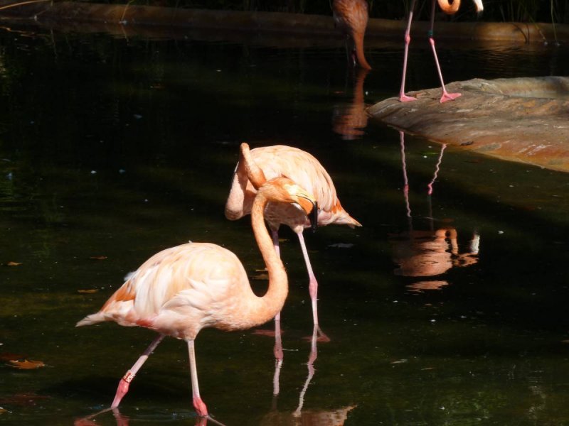 Barcelona Zoo