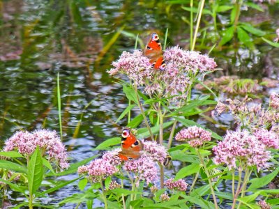 Butterflies