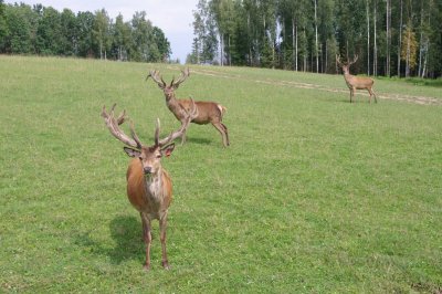 Zemitani deer park near Koknese