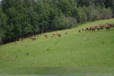 Zemitani deer park near Koknese