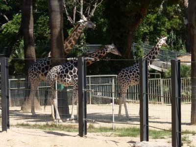 Barcelona Zoo