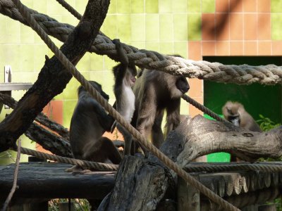 Barcelona Zoo