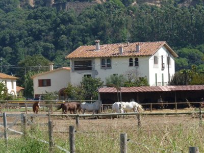 Horse farm near Montseny