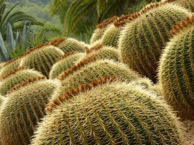 Pinya de Rosa botanical garden