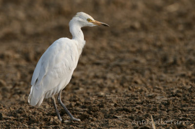 Cattle Egret (w.)
