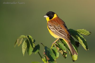 Black-headed Bunting