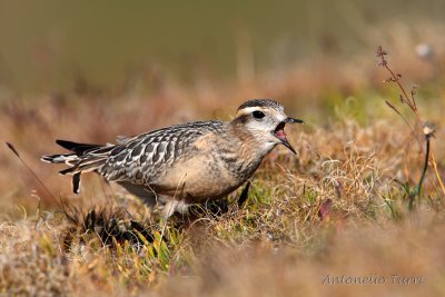 Eurasian Dotterel
