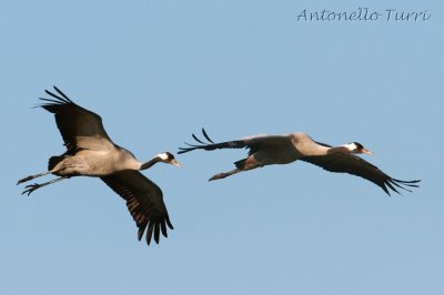 Common Crane