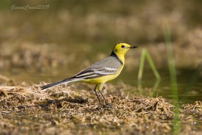 Citrine Wagtail