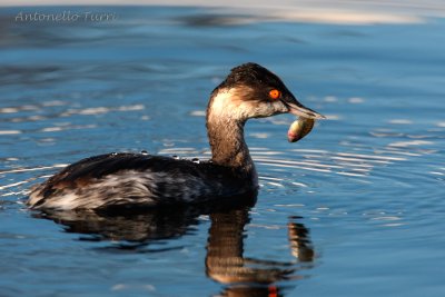 Black-necked Grebe