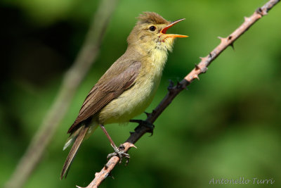 Melodious Warbler