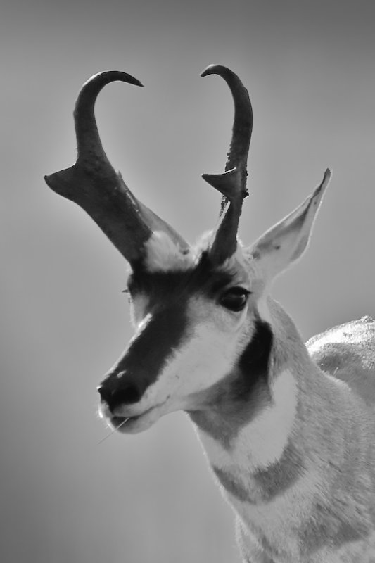 Antelope, Western Montana