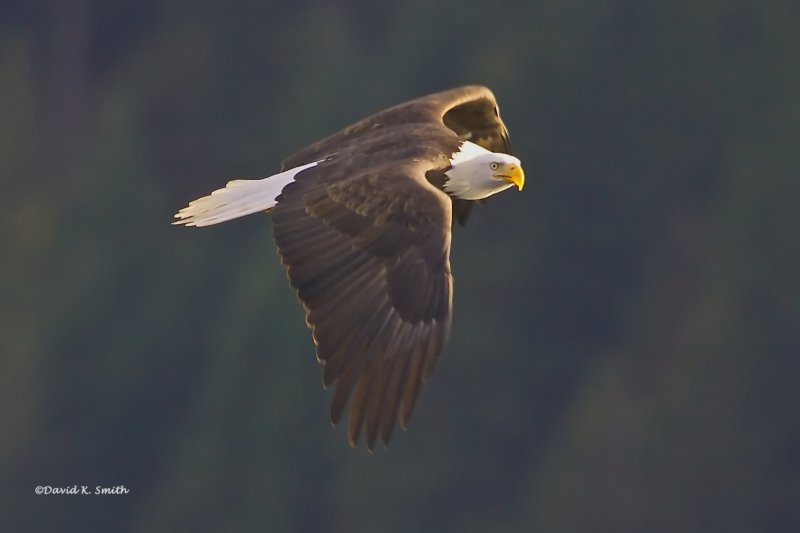 Wings of Eagles