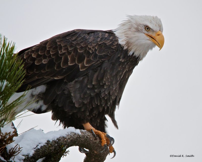 Eagle Northern Idaho_Ready to Go