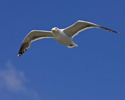 Sea Gull Astoria, Oregon