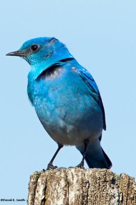 Blue Bird Creston, WA
