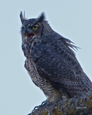 Great Horned Owl Juvenile, Lincoln County WA