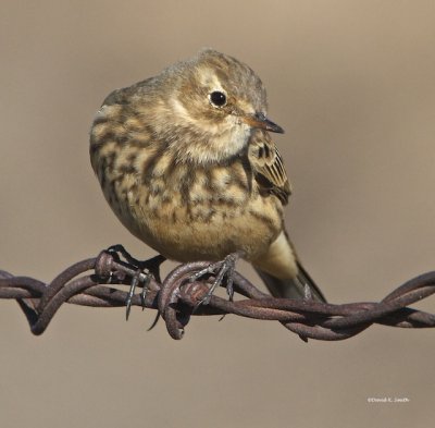 American Pipit, Lincoln Co