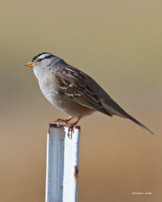 White Crowned Sparrow Lincoln Co