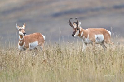 Antelopes_Western_Montana