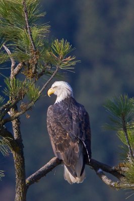 Eagle N Tree Northern Idaho