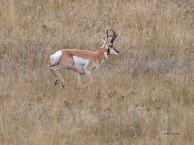 Antelope Lope Western Montana