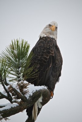 Eagle Northern Idaho
