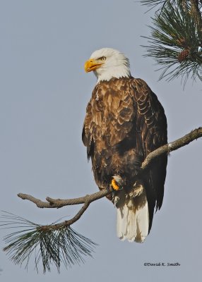 Bald Eagle Northern Idaho