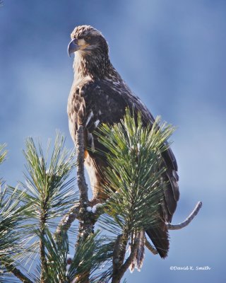 Juvenile Bald Eagle Northern Idaho