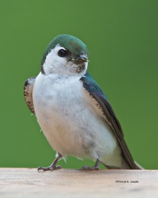 Violet Green Swallow my back yard